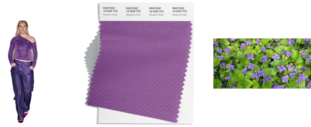 Esdoorn Violet - kleur 2022 2023